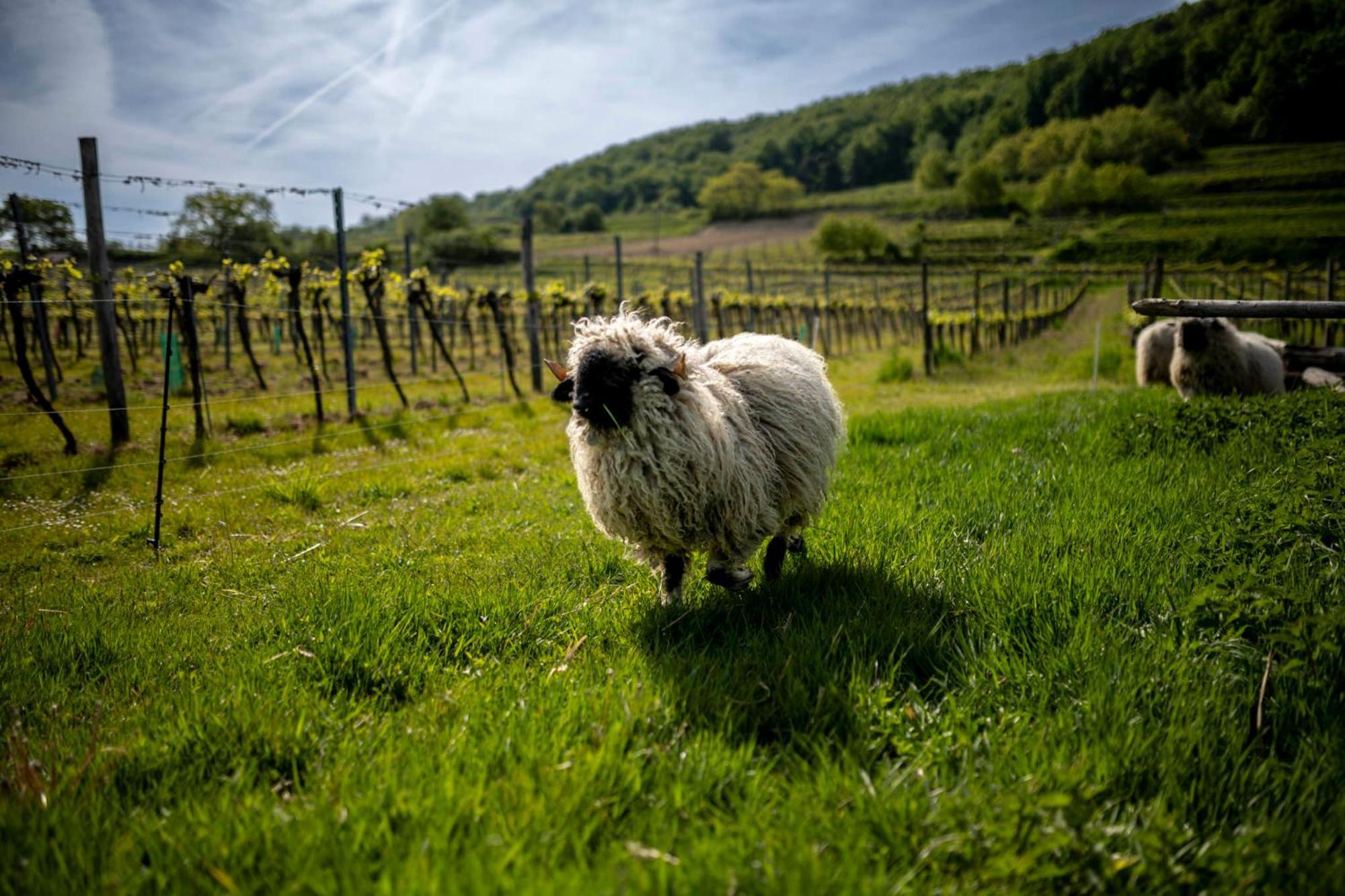 Weingut Jakob'S Ruhezeit Маутерн Екстер'єр фото